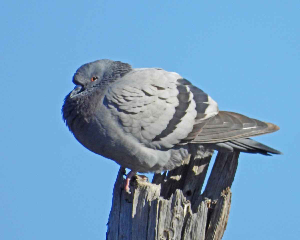 Rock Pigeon (Feral Pigeon) - ML645817354