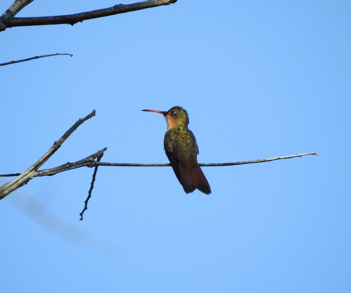 Cinnamon Hummingbird - ML645817355