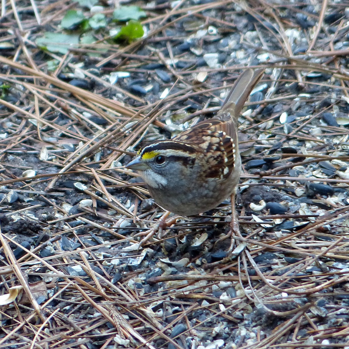 Ak Boğazlı Serçe - ML645817364