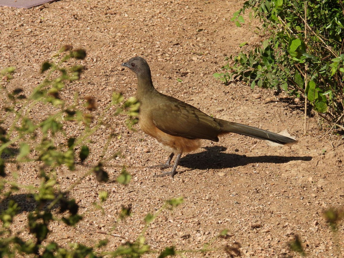 Бурокрылая чачалака - ML645817377