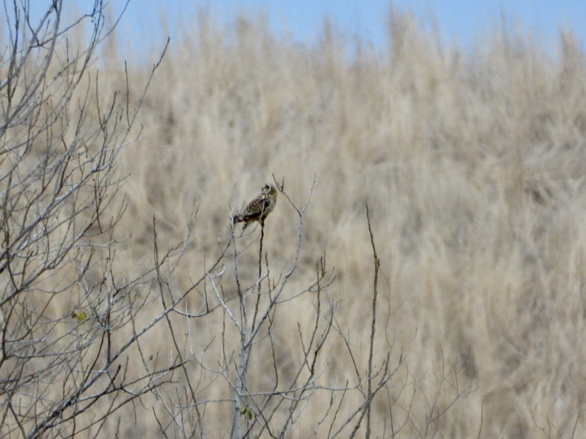 Gufo di palude - ML645817381