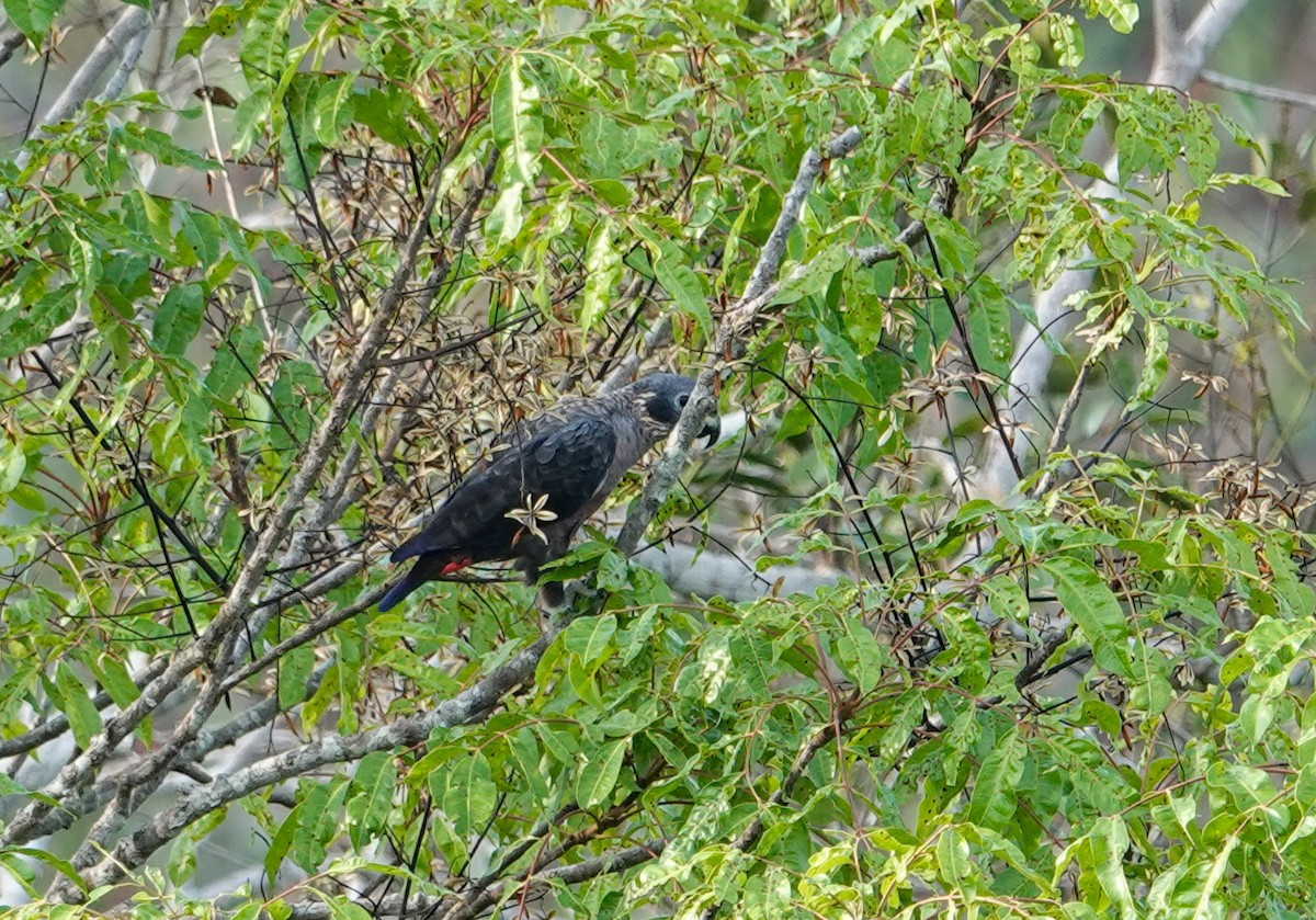 Dusky Parrot - ML645817382