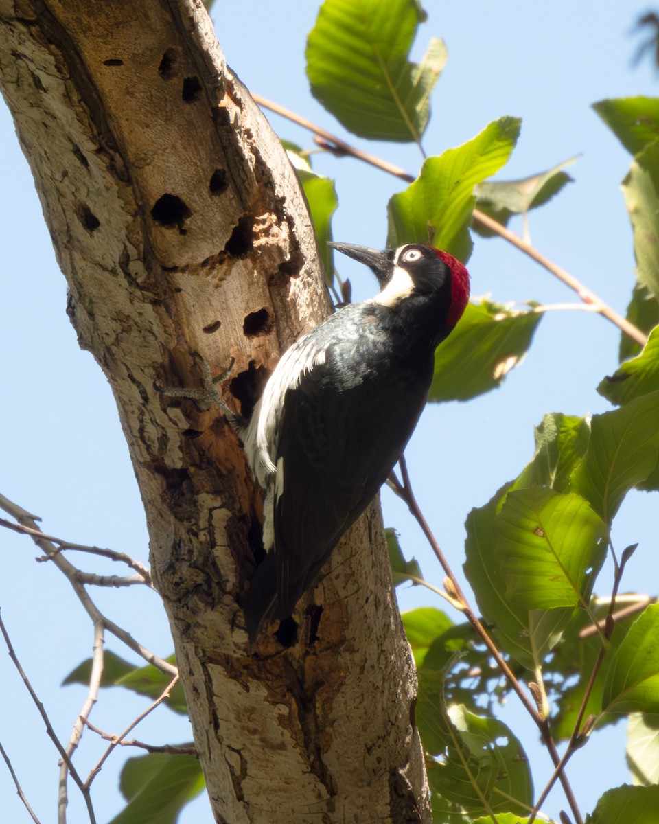 Acorn Woodpecker - ML645817386