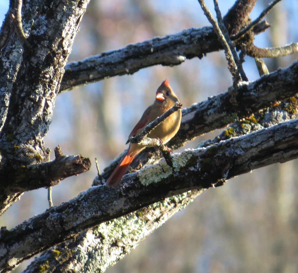 ショウジョウコウカンチョウ - ML645817401
