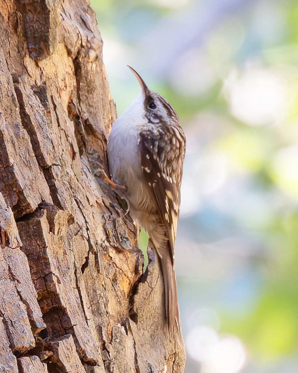 Brown Creeper - ML645817406