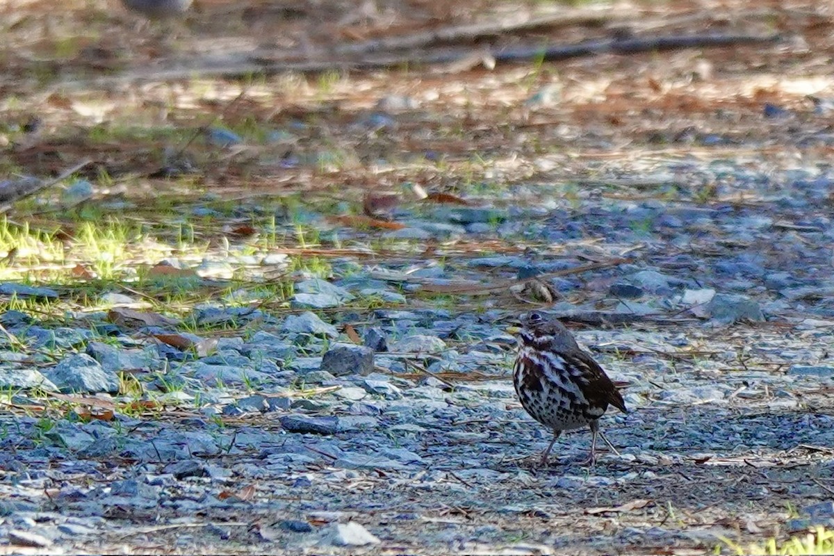 Fox Sparrow - ML645817411