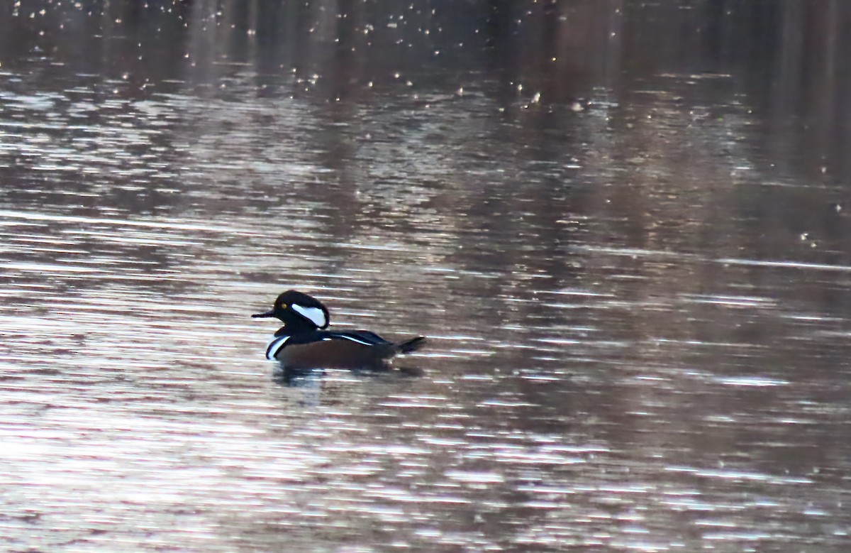 Hooded Merganser - ML645817412