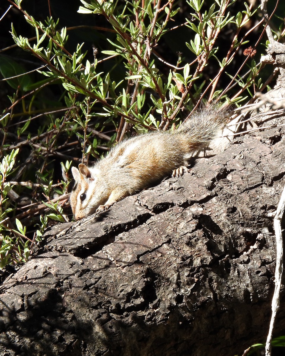 Merriam's Chipmunk - ML645817416
