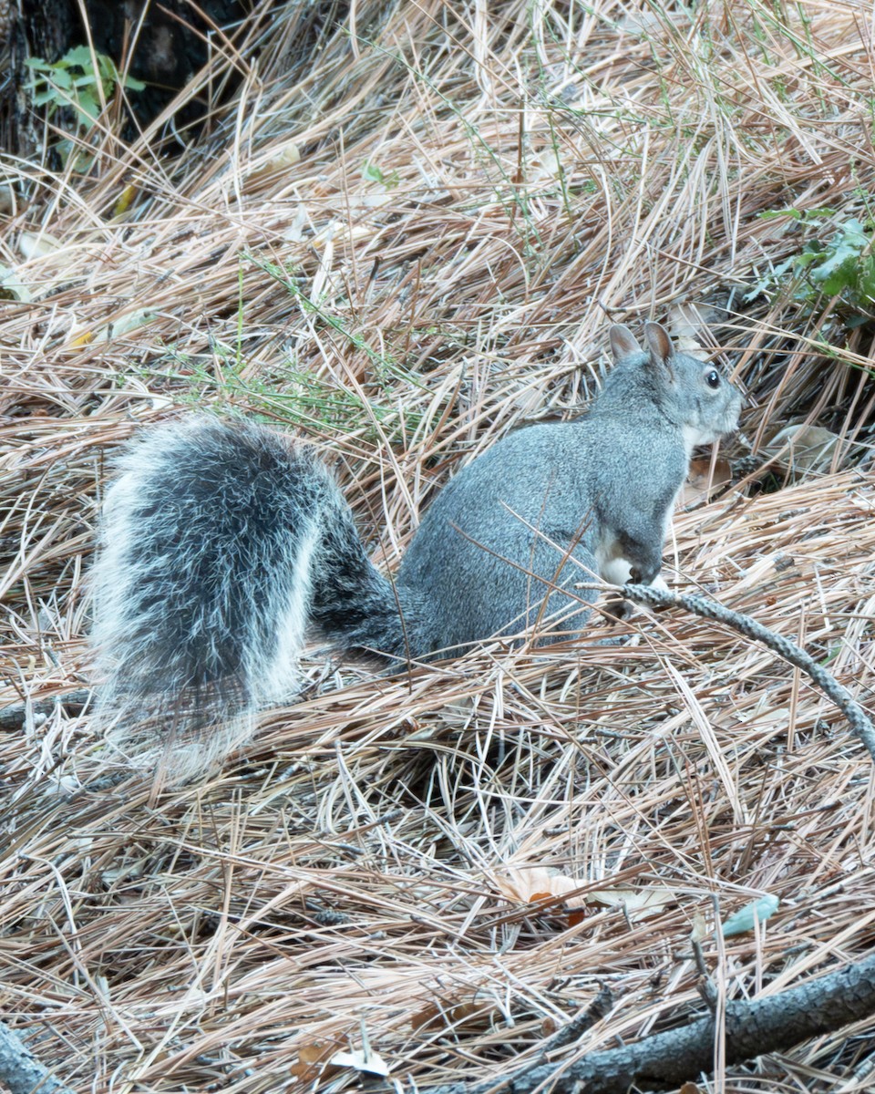 Western Gray Squirrel - ML645817417
