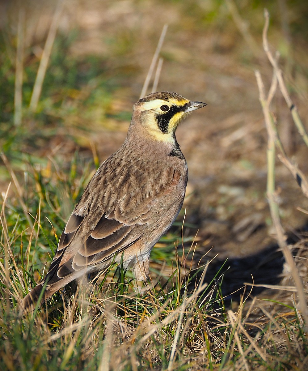 Alondra Cornuda - ML645817418