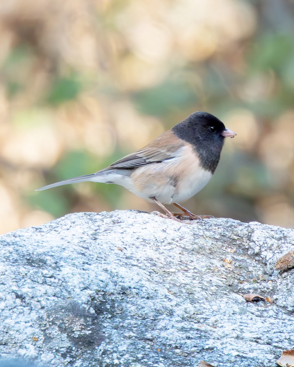 Dark-eyed Junco - ML645817429
