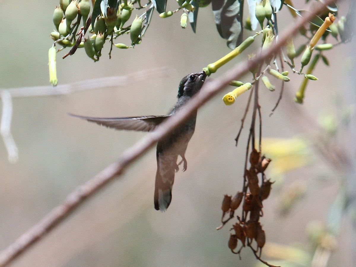 Blue-throated Mountain-gem - ML645817430