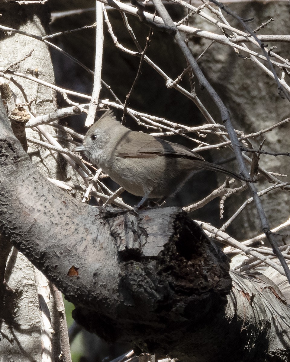 Oak Titmouse - ML645817433