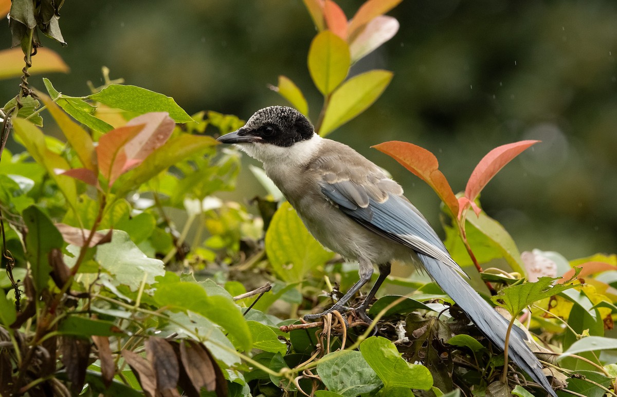Azure-winged Magpie (Japanese) - ML645817437