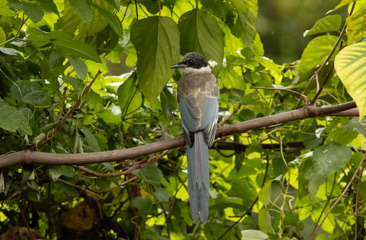 Azure-winged Magpie (Japanese) - ML645817438