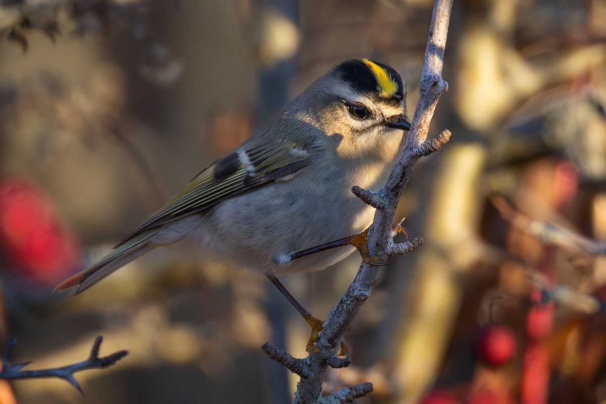 Golden-crowned Kinglet - ML645817440