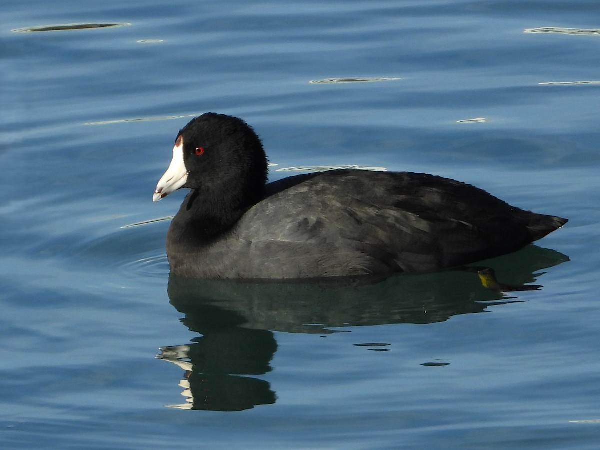 American Coot - ML645817443