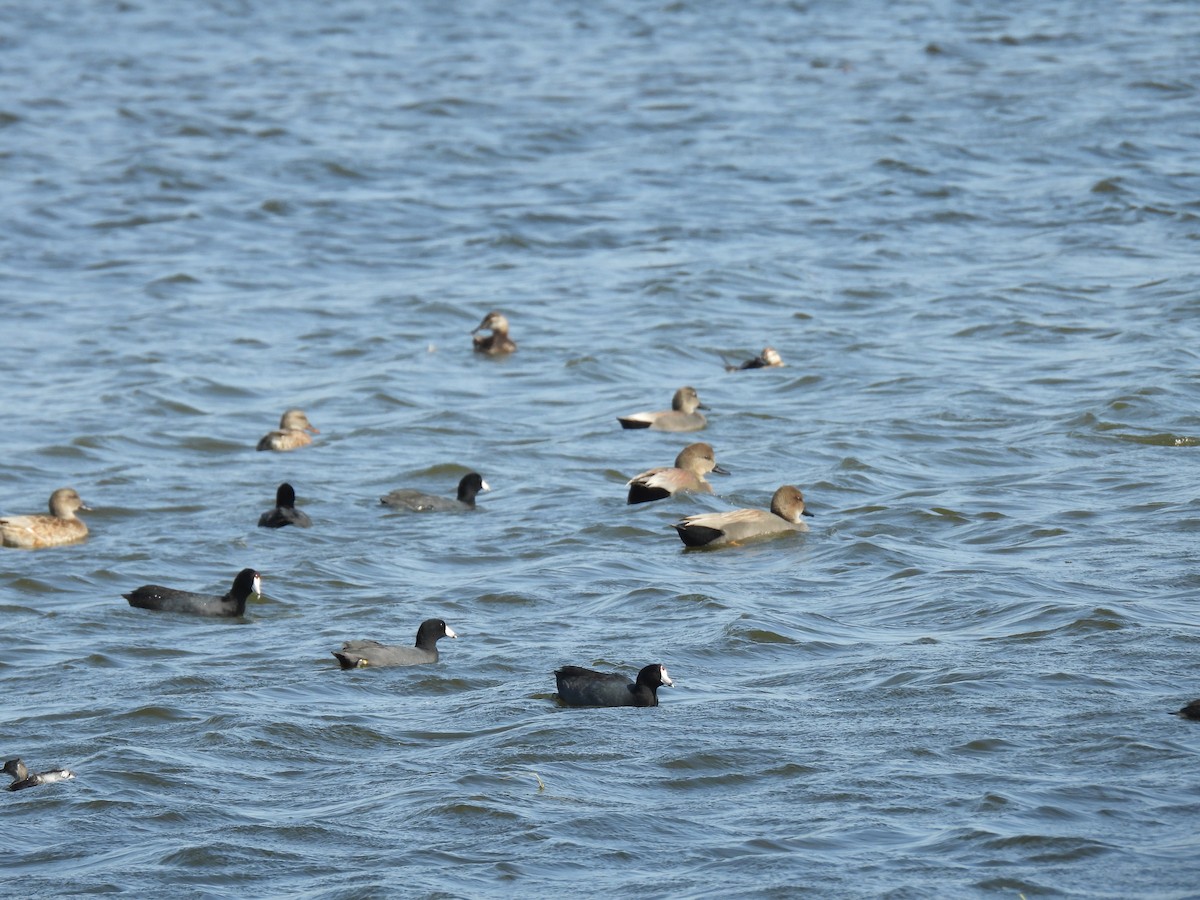 American Coot - ML645817449