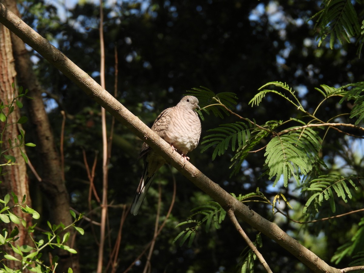 Инкская земляная горлица - ML645817450