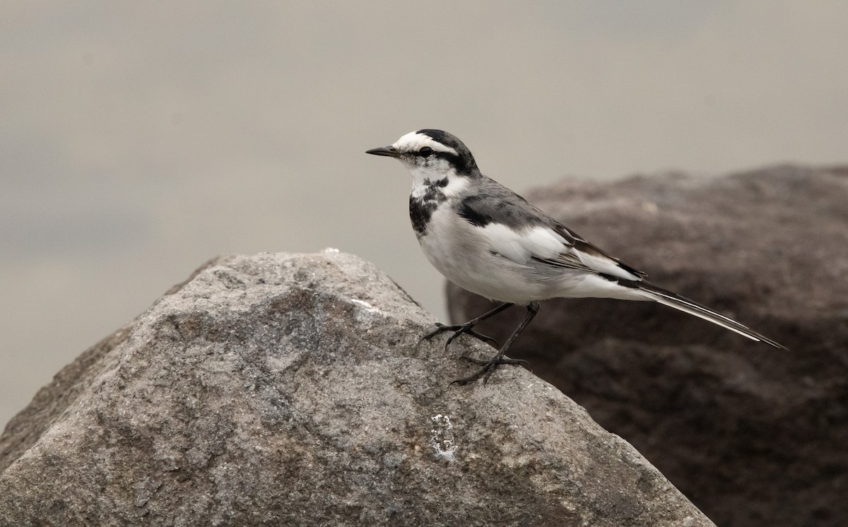 White Wagtail (Black-backed) - ML645817452