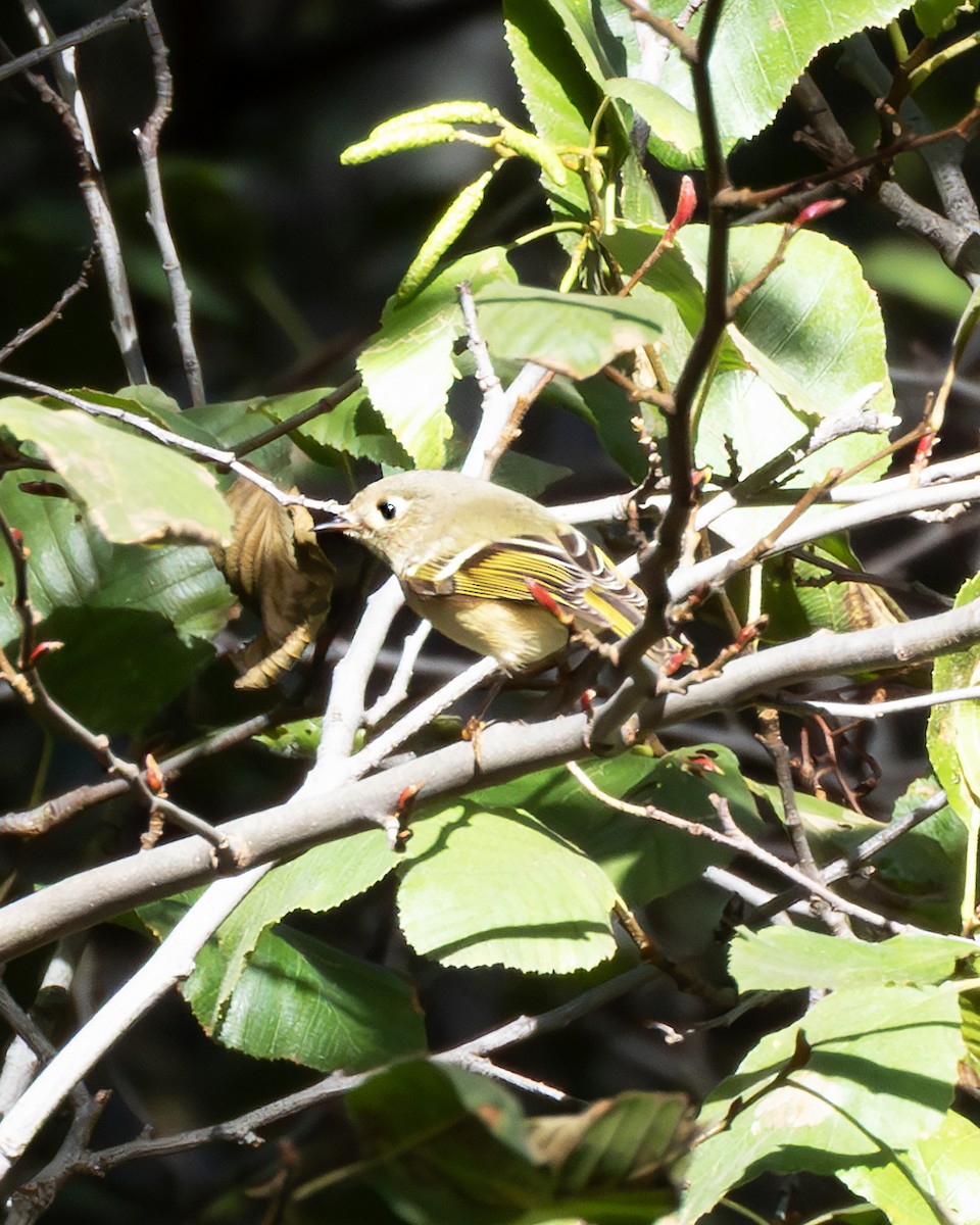 Ruby-crowned Kinglet - ML645817455