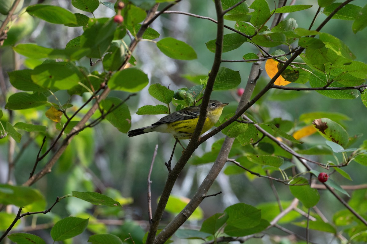 magnoliaparula - ML645817457