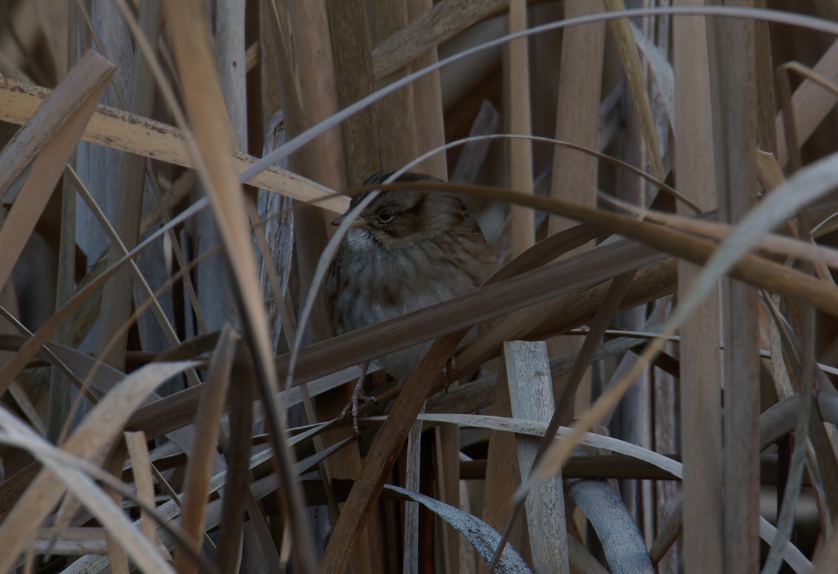 Bruant des marais - ML645817462