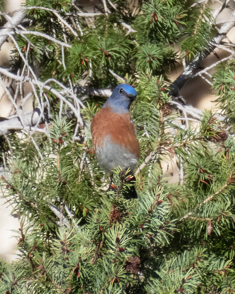 Western Bluebird - ML645817463