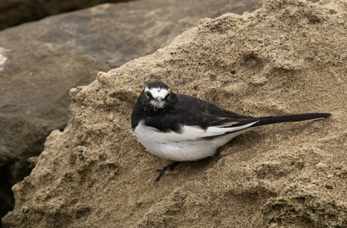 Japanese Wagtail - ML645817465