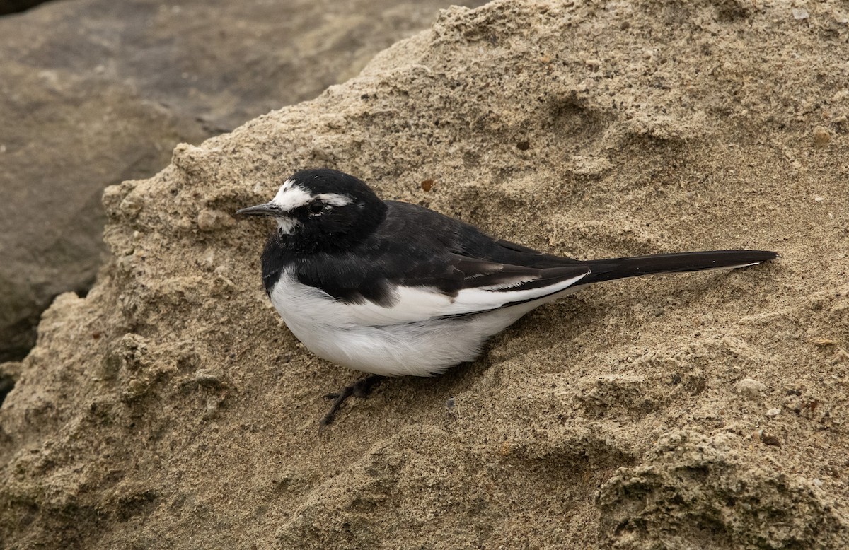 Japanese Wagtail - ML645817466