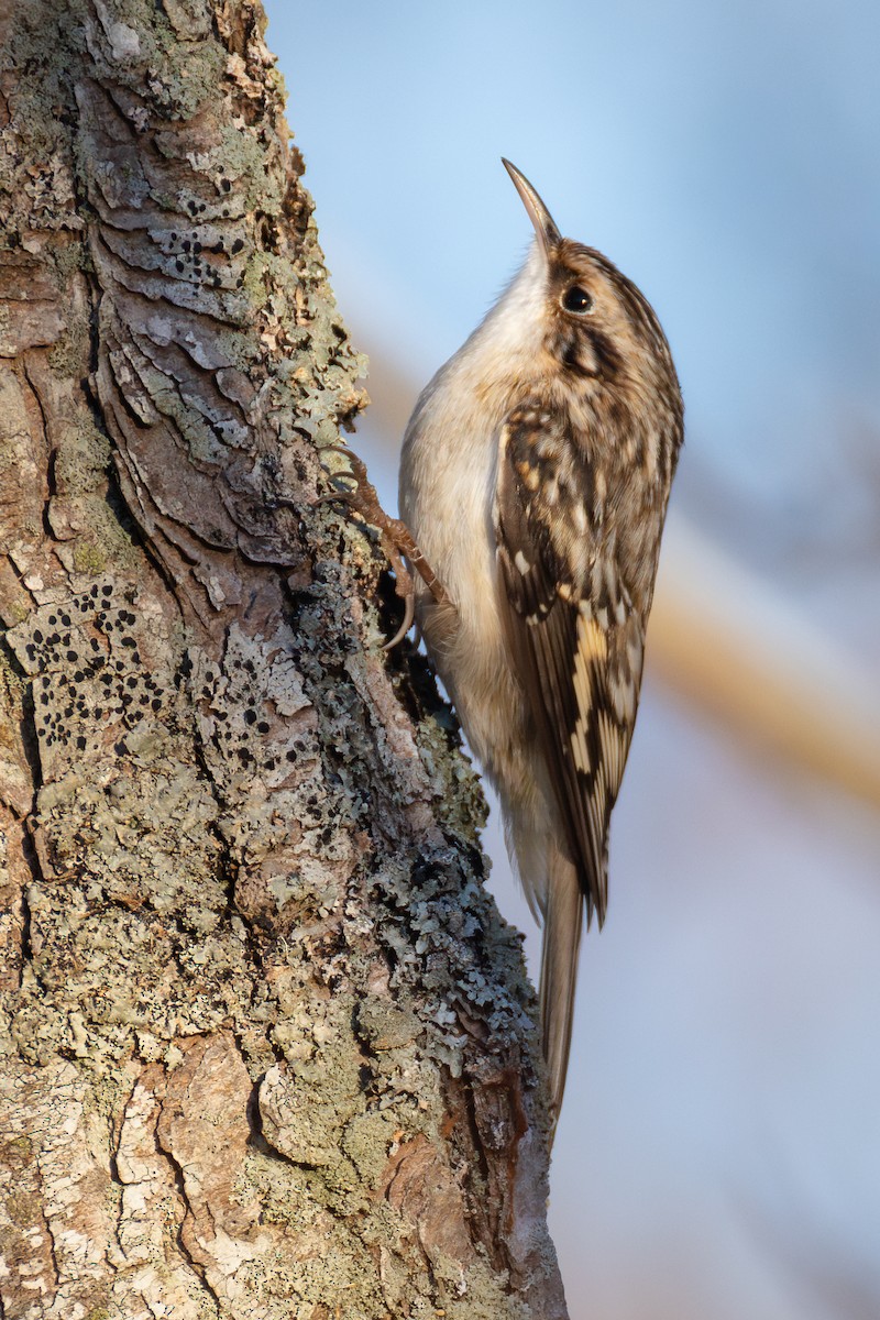 Brown Creeper - ML645817467