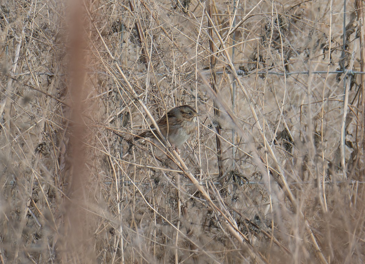 Bruant des marais - ML645817469