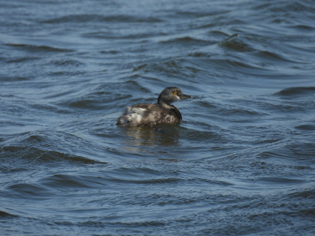 Least Grebe - ML645817470