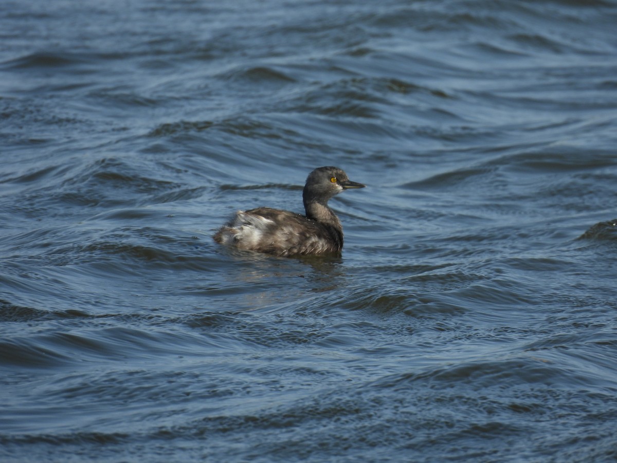 Least Grebe - ML645817477