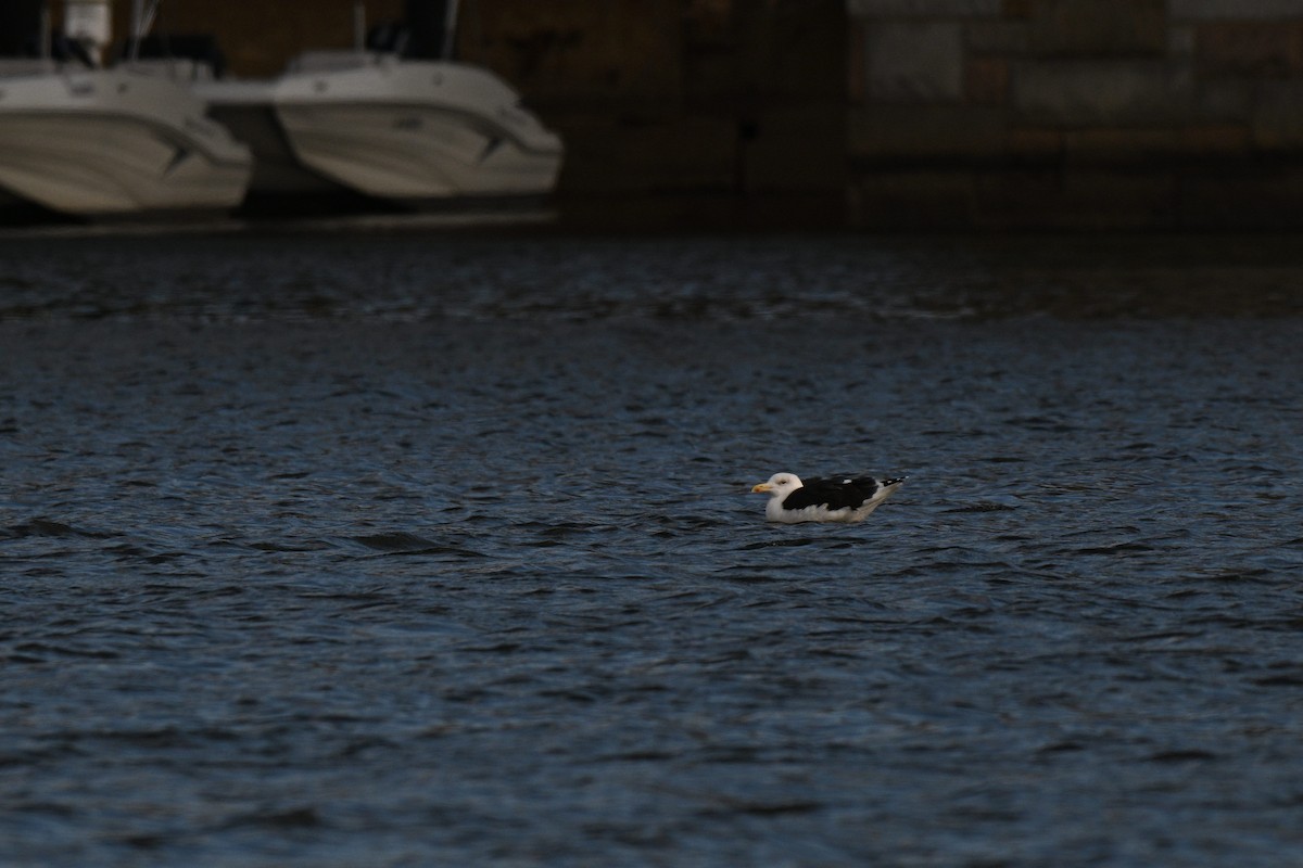 Great Black-backed Gull - ML645817480