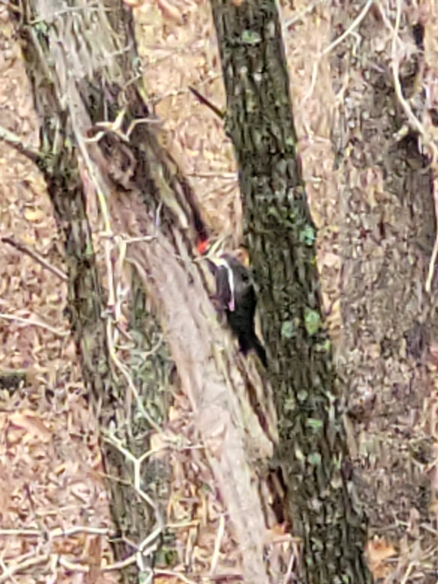 Жовна північна - ML645817481