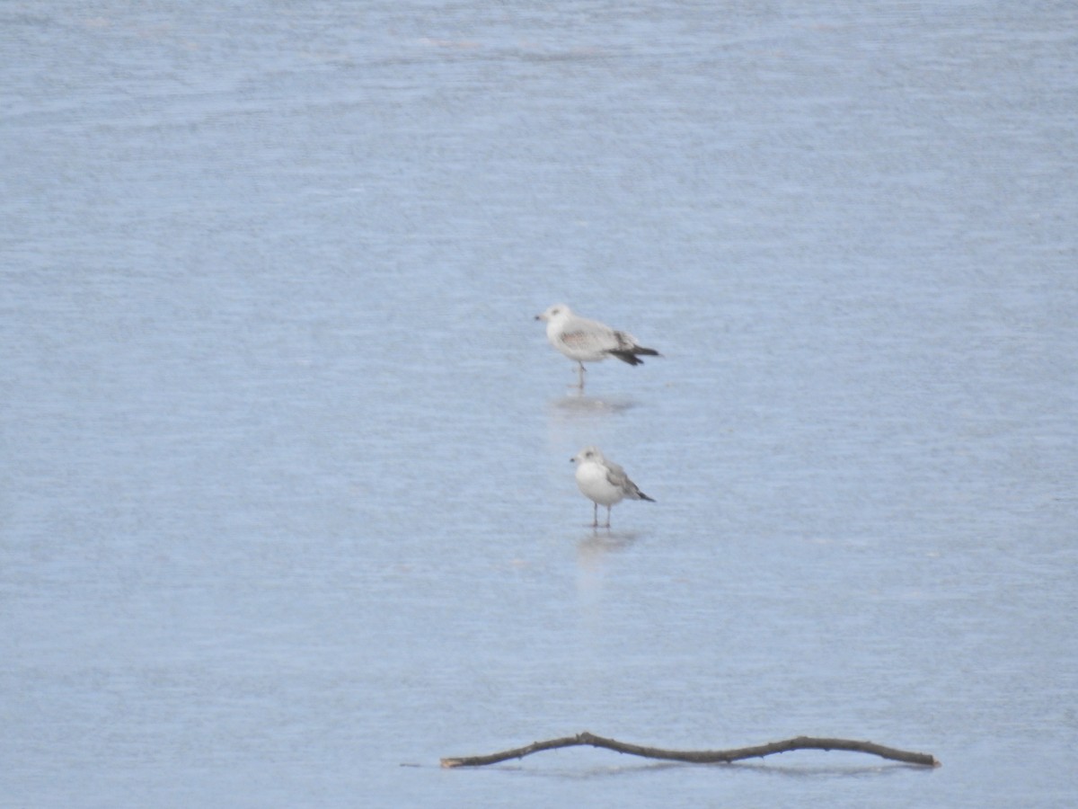 Ring-billed Gull - ML645817485