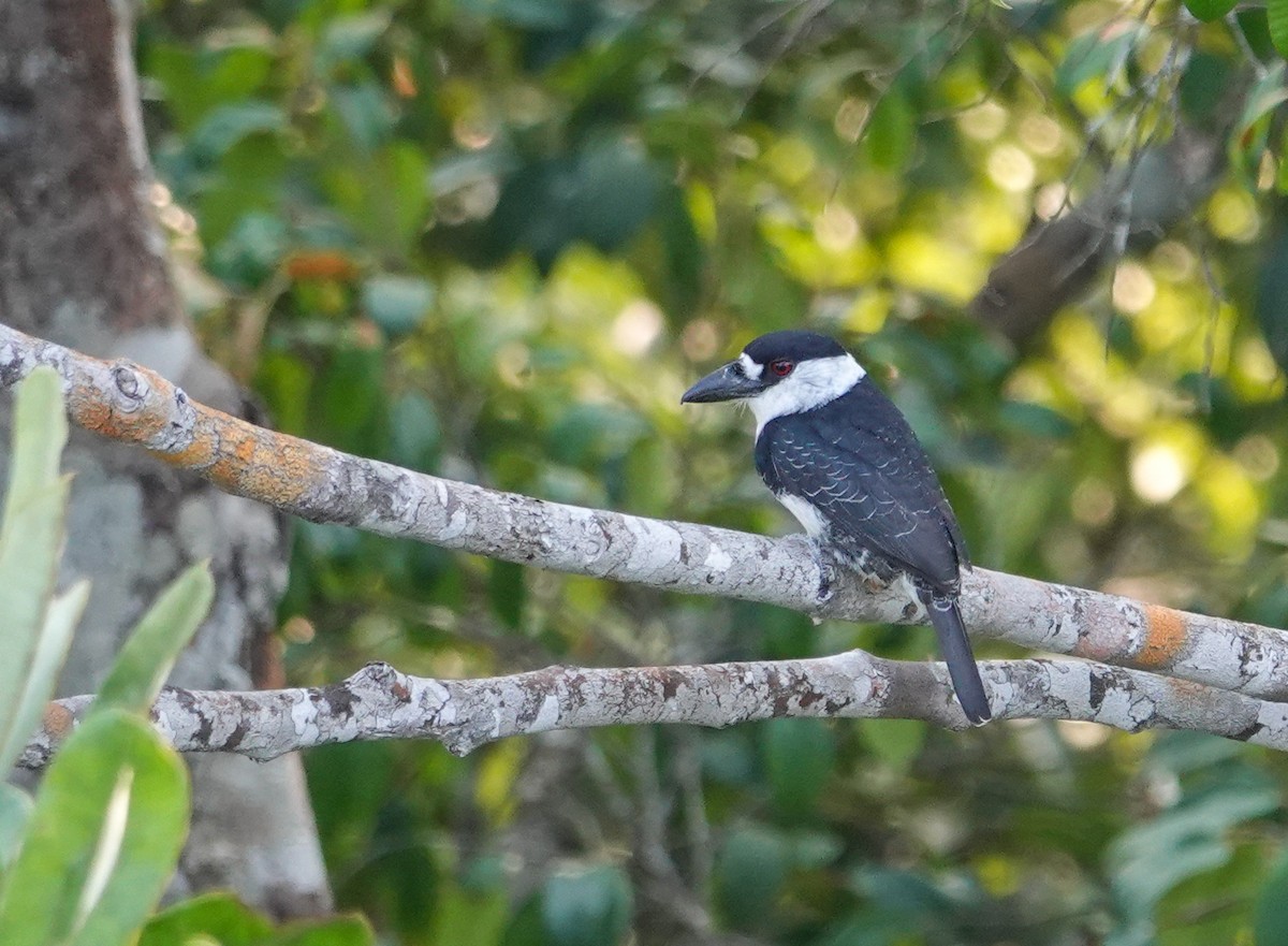 Guianan Puffbird - ML645817503