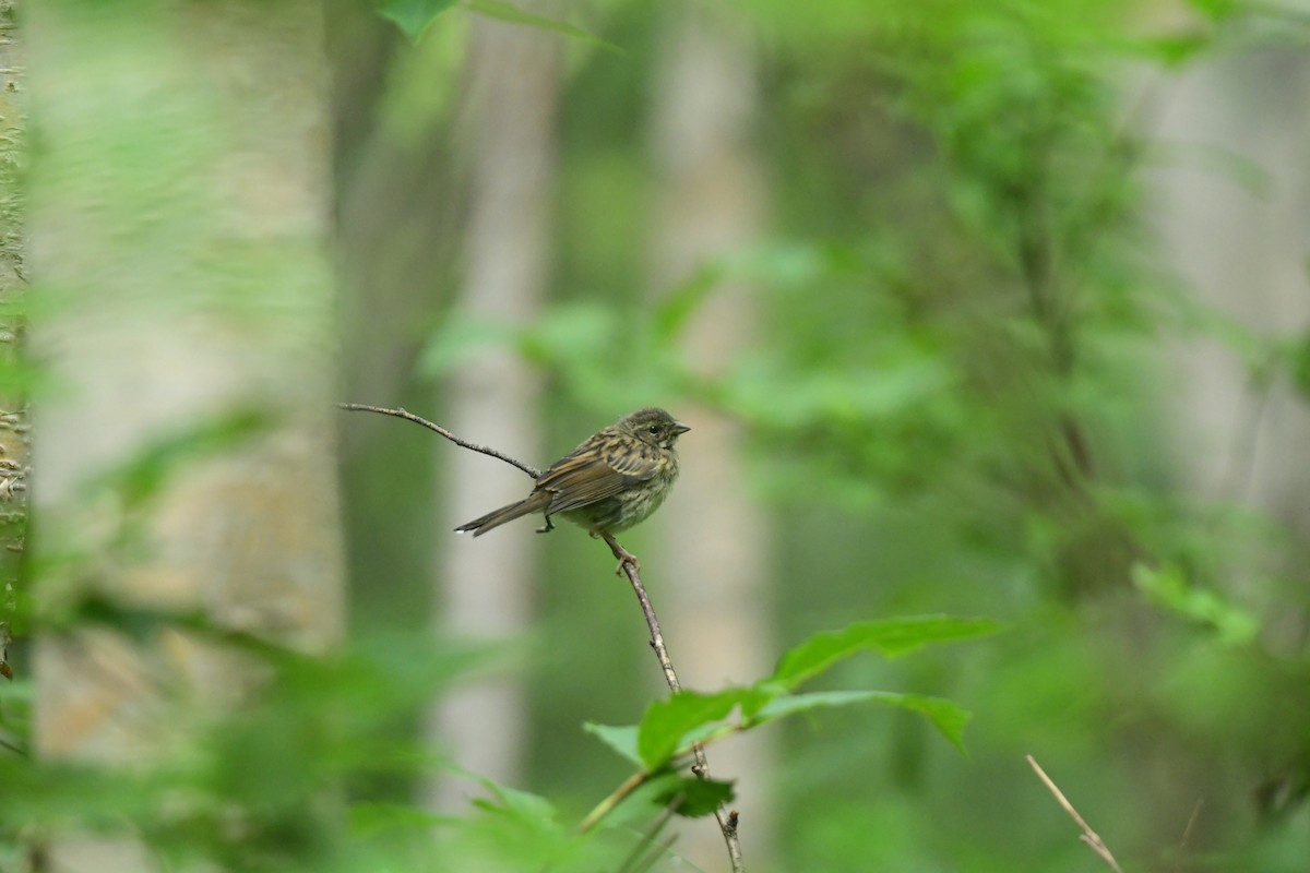 Masked Bunting - ML645817508