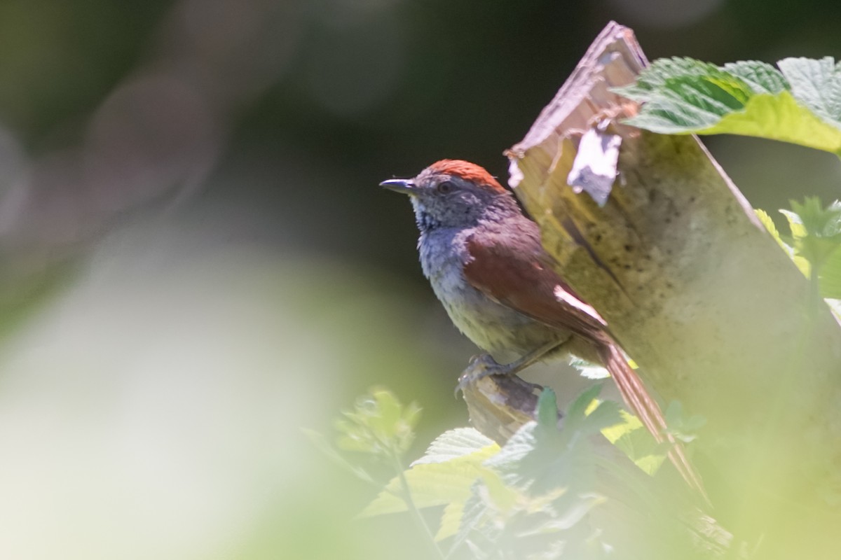 ハイビタイカマドドリ - ML645817511