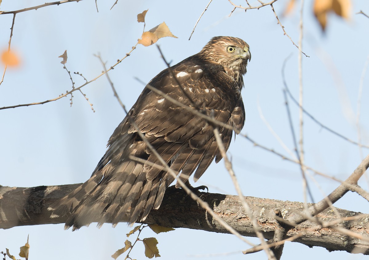 Cooper's Hawk - ML645817512