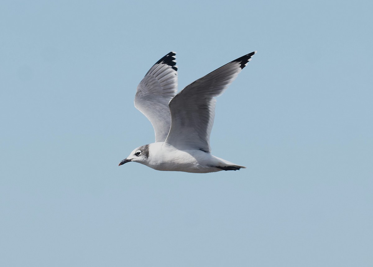 Franklin's Gull - ML645817514