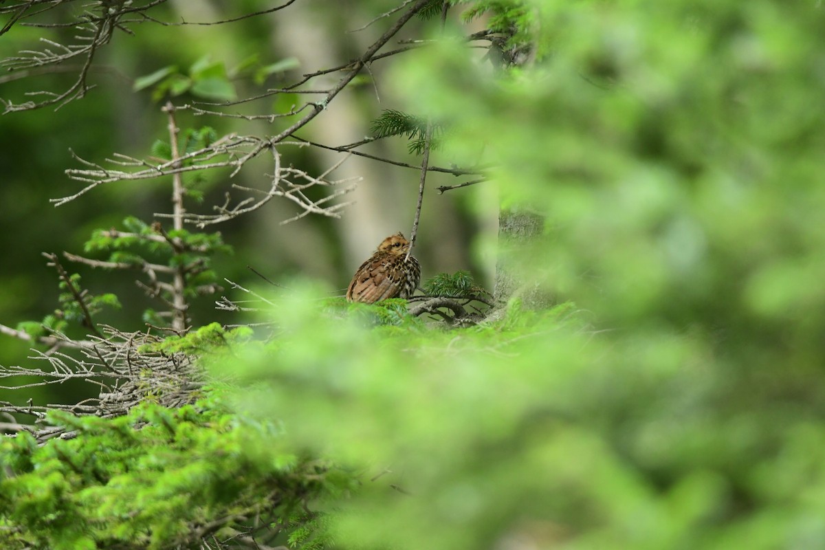 Hazel Grouse - ML645817515