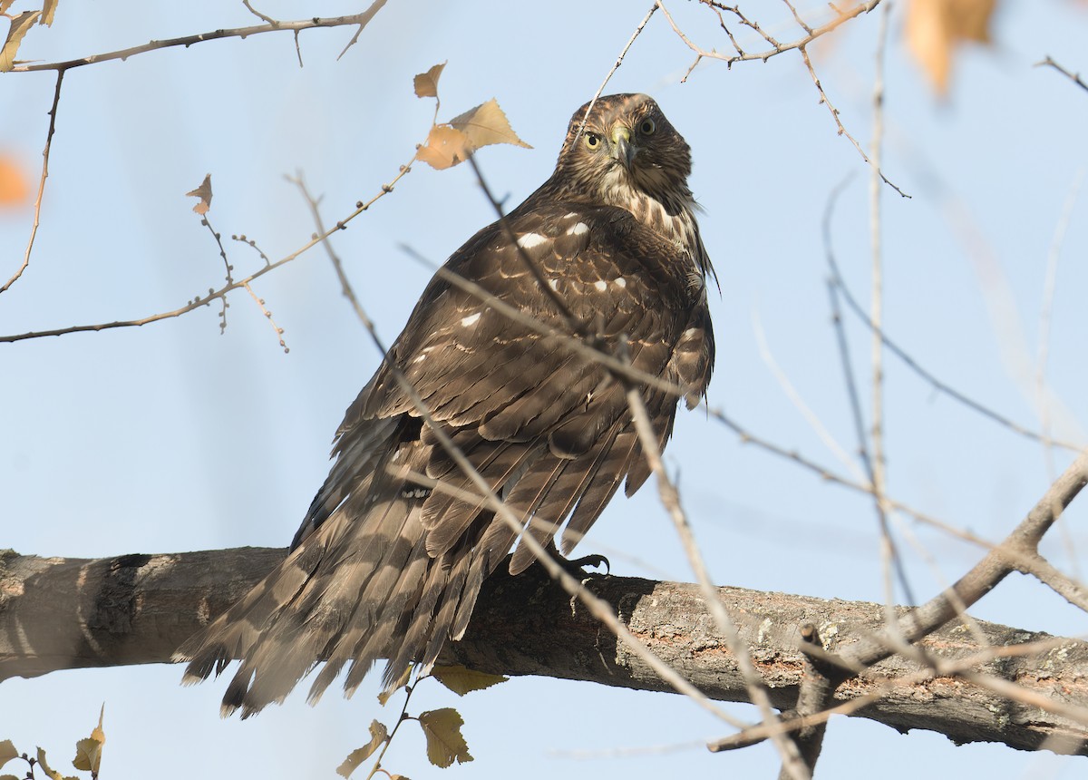 Cooper's Hawk - ML645817516