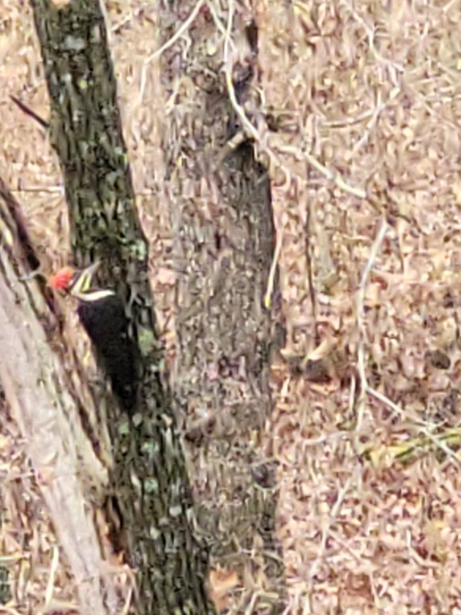 Жовна північна - ML645817518