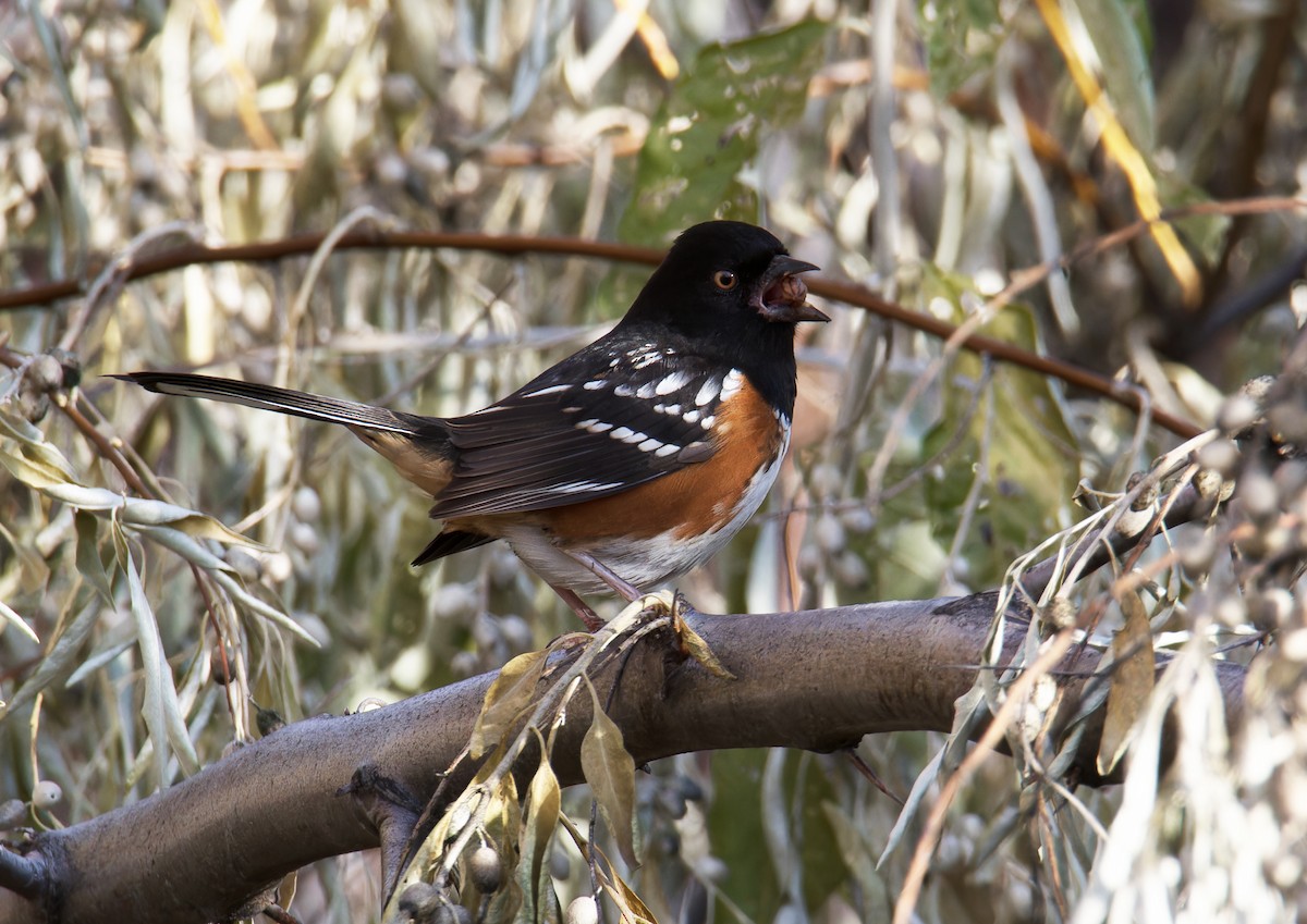 Spotted Towhee - ML645817536