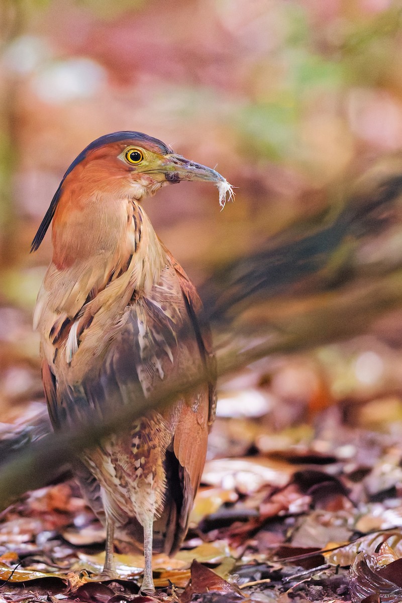 Malay Gece Balıkçılı - ML645817538