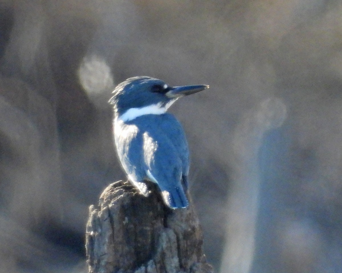 Kuşaklı Yalıçapkını - ML645817546