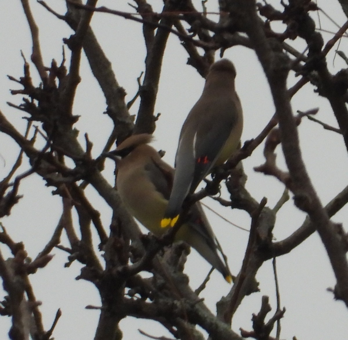 Sedir İpekkuyruğu - ML645817551