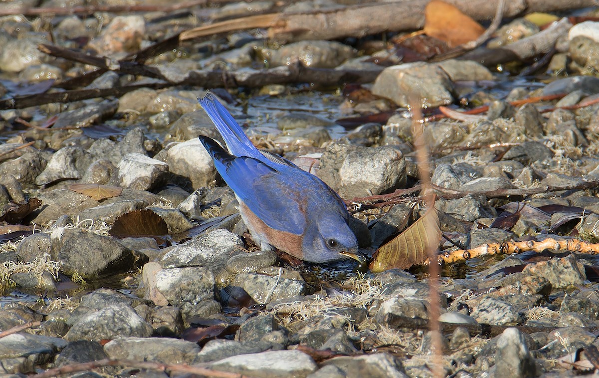 Western Bluebird - ML645817552